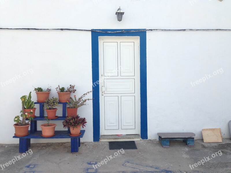 Blue Plants Door Old Wild Flower