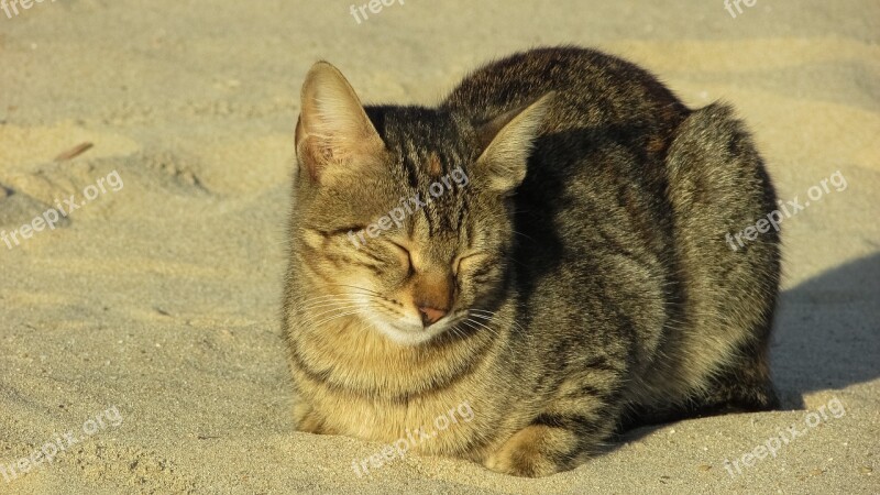 Cat Stray Beach Animal Cute