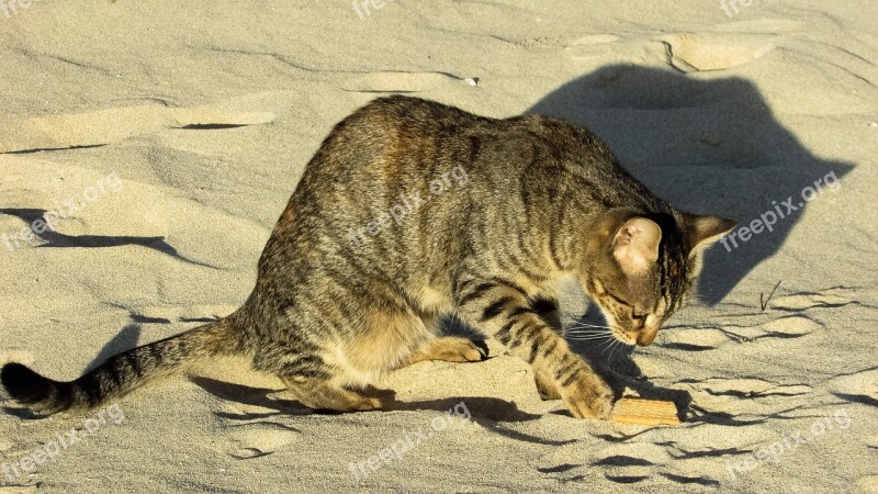 Cat Stray Beach Animal Cute