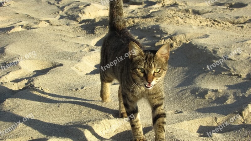 Cat Stray Beach Animal Cute