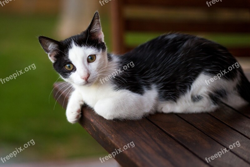 Cat Table Animal Animal World Animals