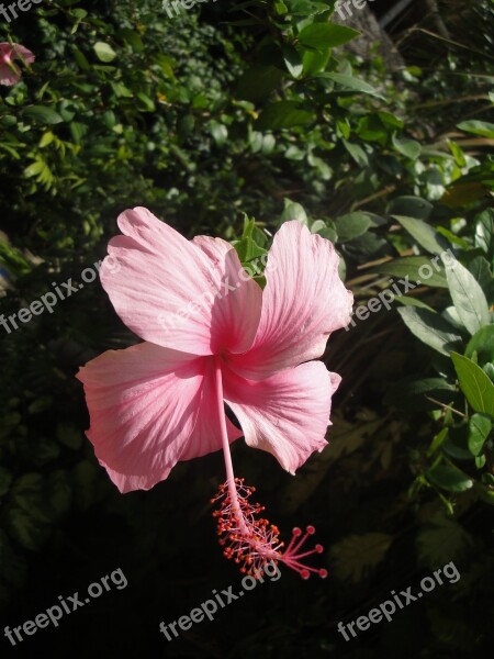 Hibiscus The China Rose Plant Ecuador Basin