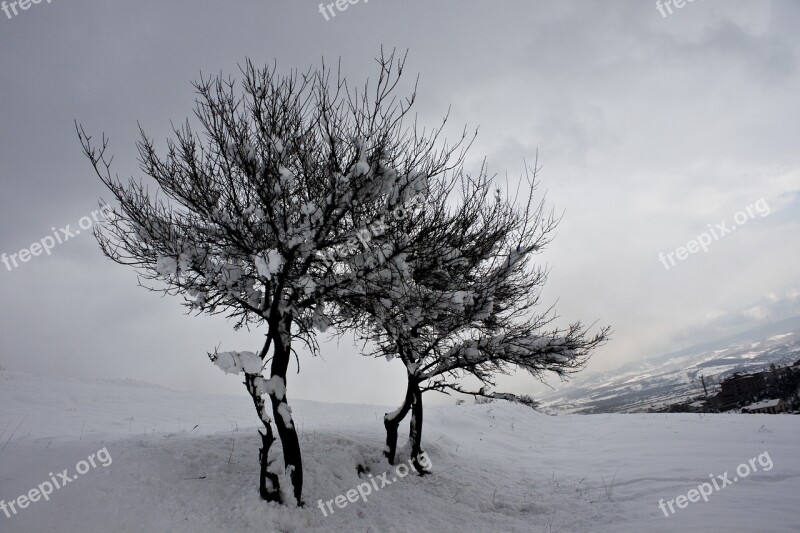 Winter Snow Tree Nature Snow Landscape