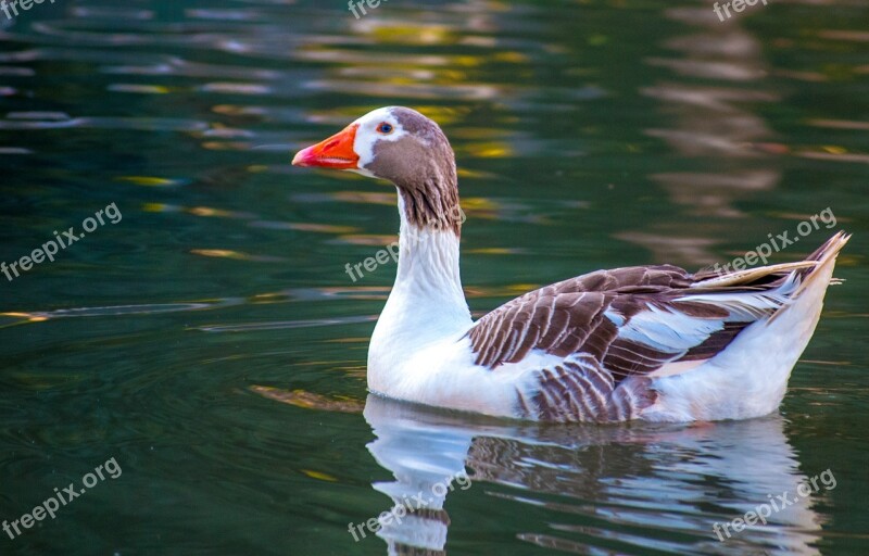 Duck Nature Waterfowl Wild Ducks Bird