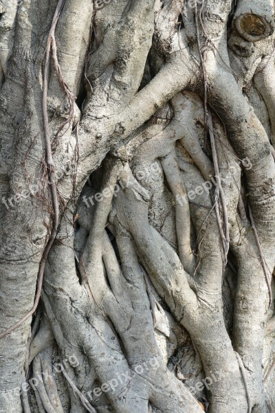 Tree Root Nature Tree Root Log