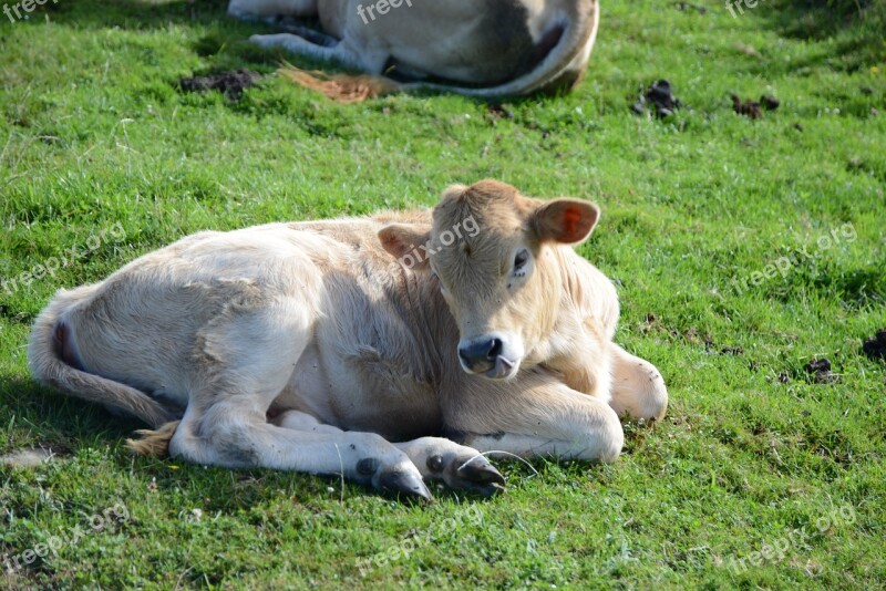 Animal Cow Livestock Calf Field