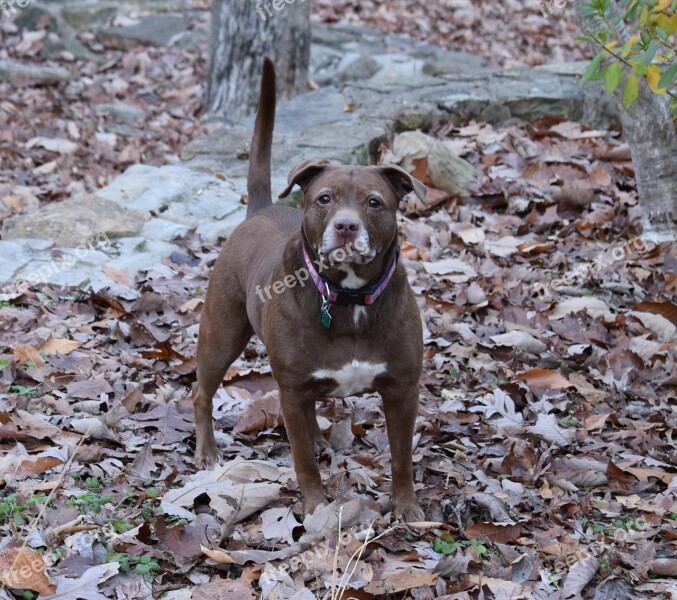 Dog Canine Pitbull Brown Animal