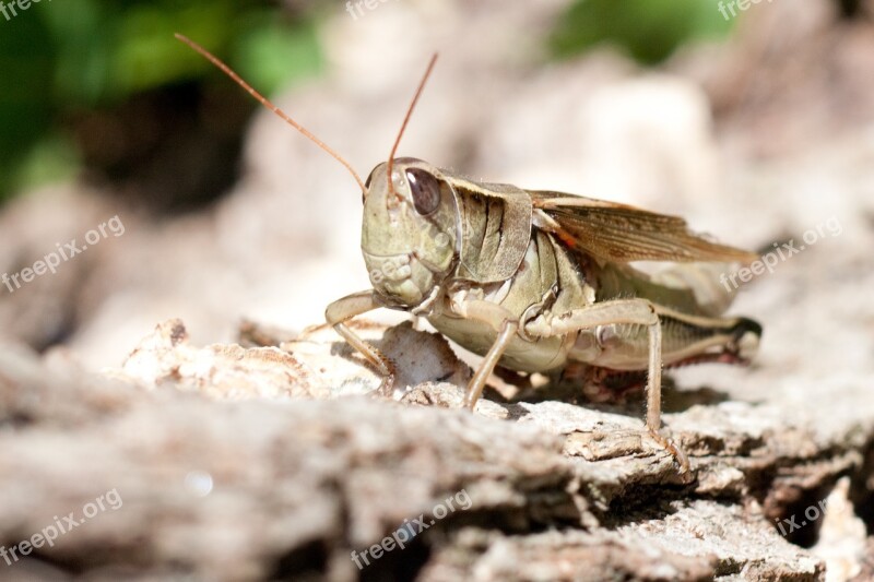 Grasshopper Nature Insect Macro Wildlife