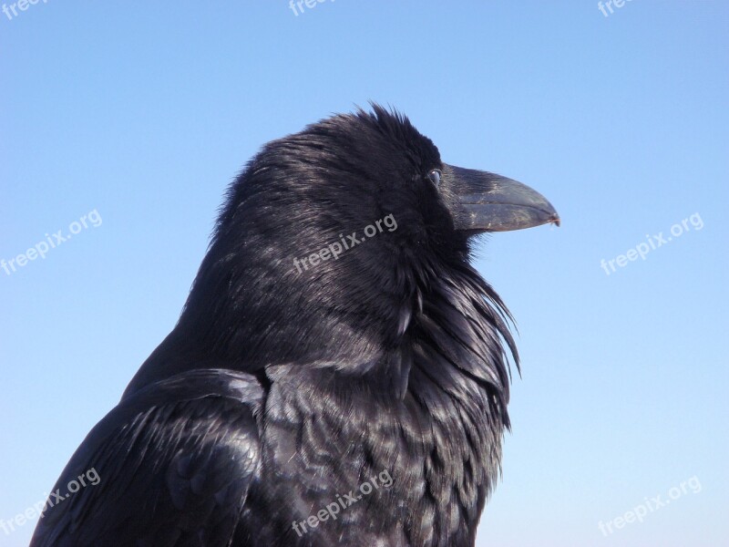 Crow Raven Bird Black Beak