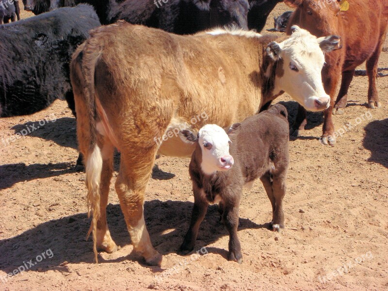 Calf Cow Little Calf Cattle Animals