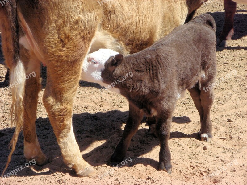 Calf Cow Drinking Little Calf Cattle