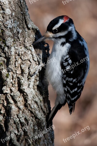 Woodpecker Bird Nature Wildlife Wild