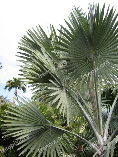 Tree Palm Foliage Palm Trees Tropical