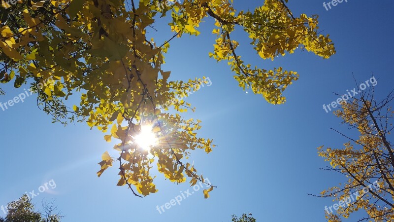 Gold Yellow Golden Yellow Blue Sky Ginkgo