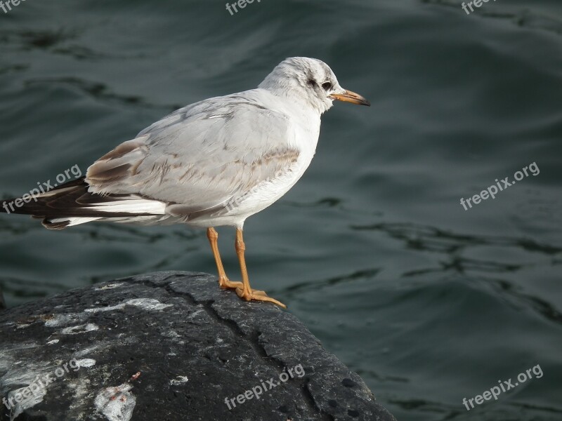 Marine Bird Seagull Istanbul Peace