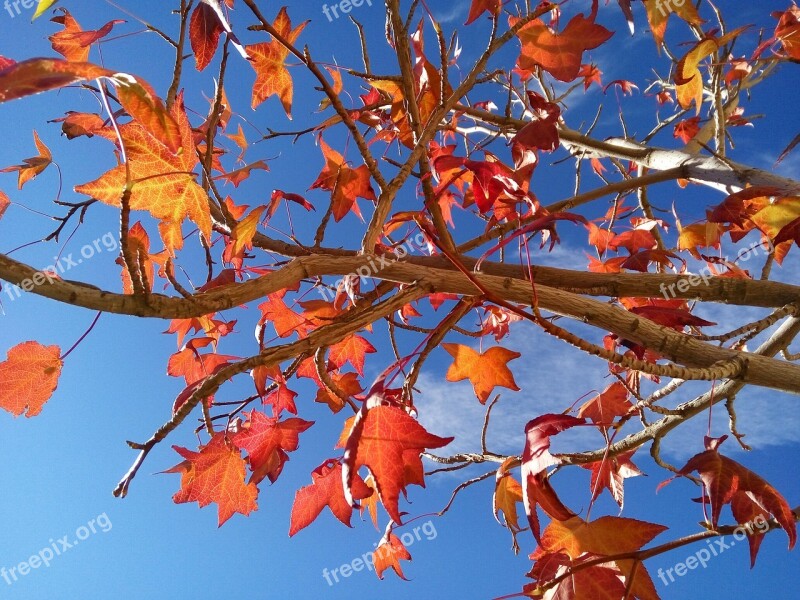 Autumn Red Leaves Leaf Nature Red Leaf