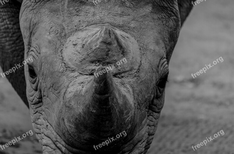 Rhino Animals Wild Zoo Wildlife