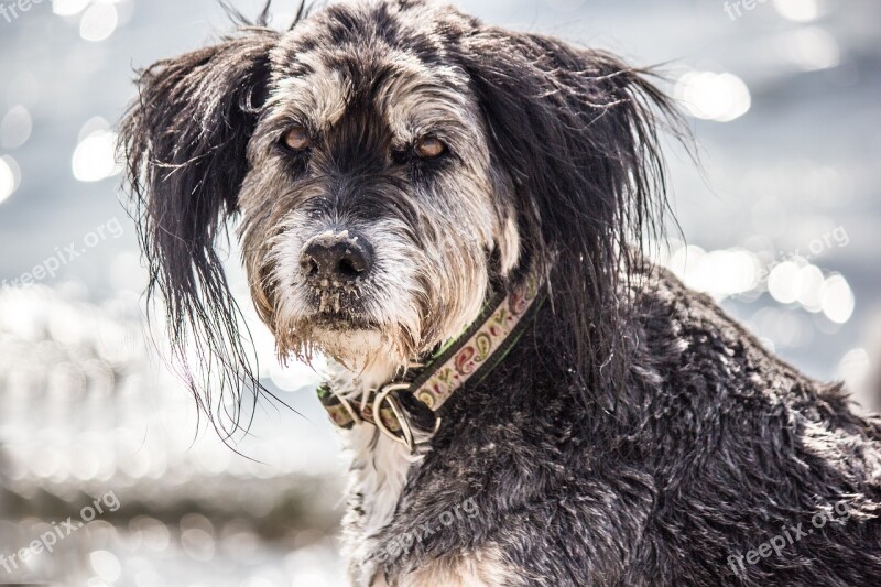 Hybrid Glitter Water Necklace Dog