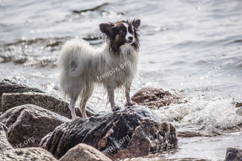 Sea Dog Stones Papillon Small Dog