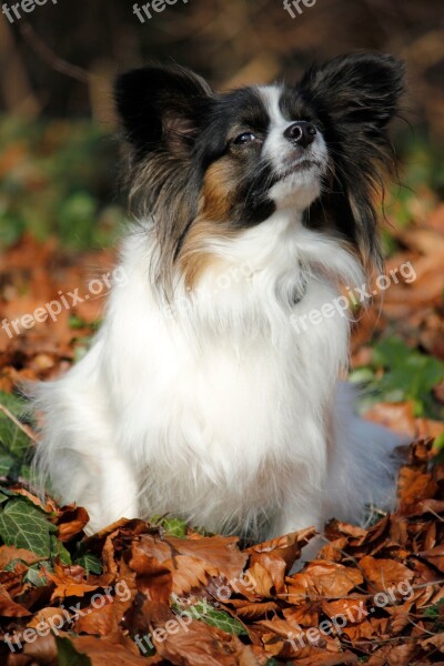 Papillon Autumn Leaves Nose Dog