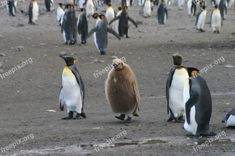 Penguins Baby Young Emperor Cute