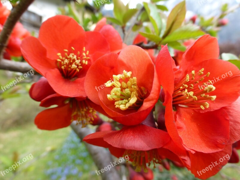 Flowers Red Plant Red Flowers Close Up