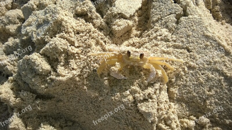 Crab Shellfish Curious Sand Beach