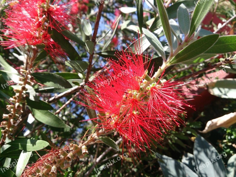 Callistemon Bottle Brush Bush Flower Red Broom Nature