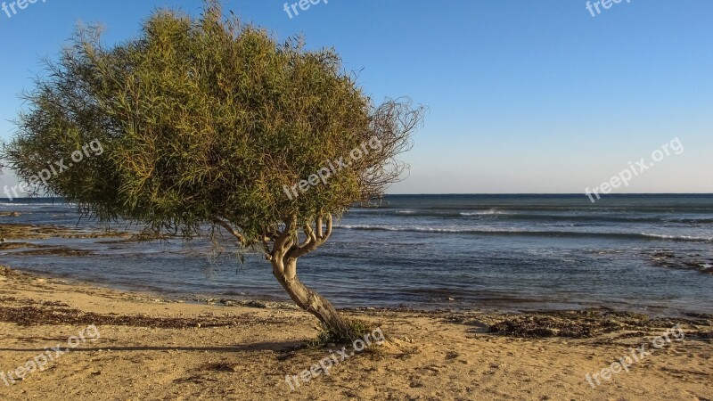 Tree Beach Sea Nature Scenery