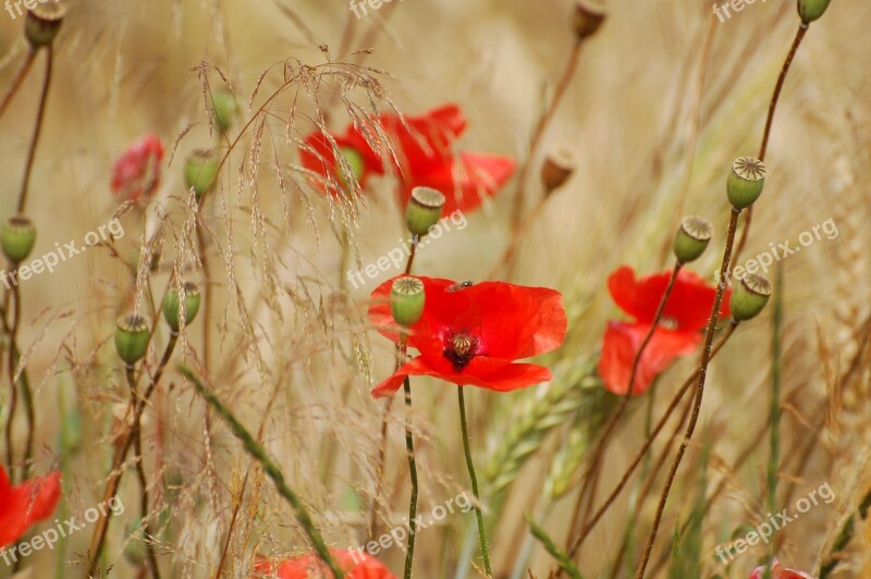 Flowers Poppy Plant Nature Red