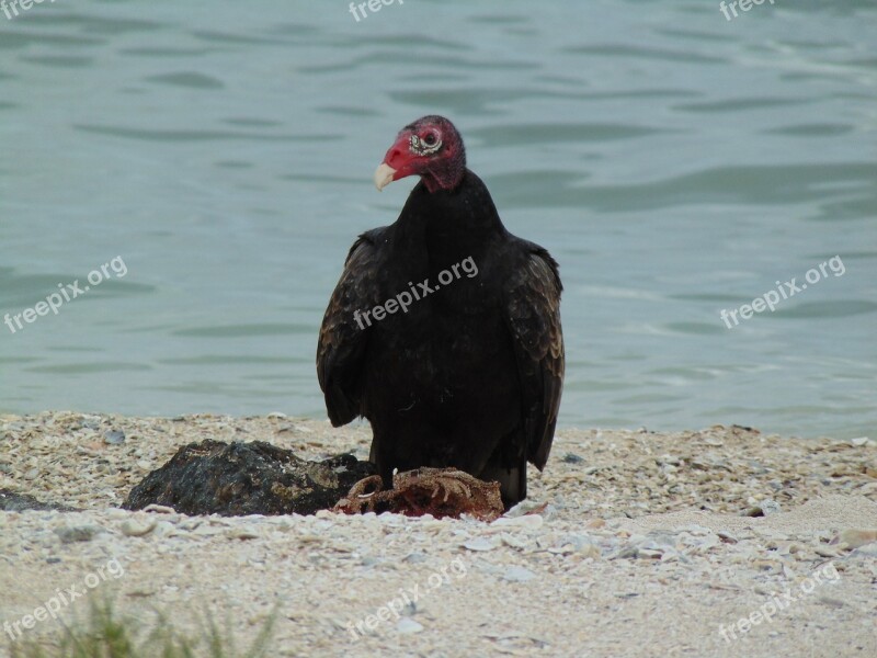 Texas Turkey Vulture Scavenger Birdwatching