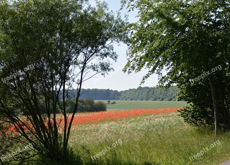 Poppy Nature Recording Meadow Summer Flieds