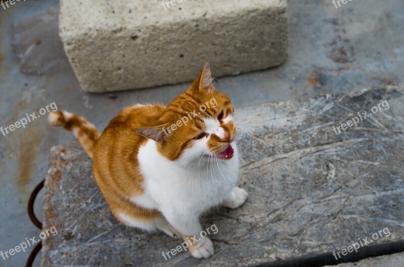 Wild Cat Pets Red Fur The Homeless