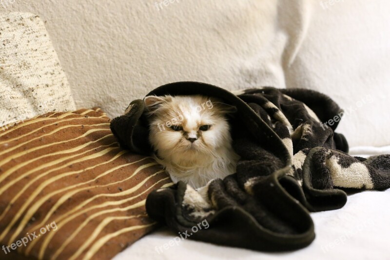 Cat Pet Persian Cold Snug