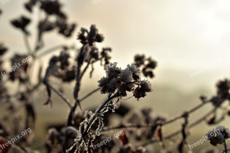 Leaf Grass Frost Autumn Hoarfrost