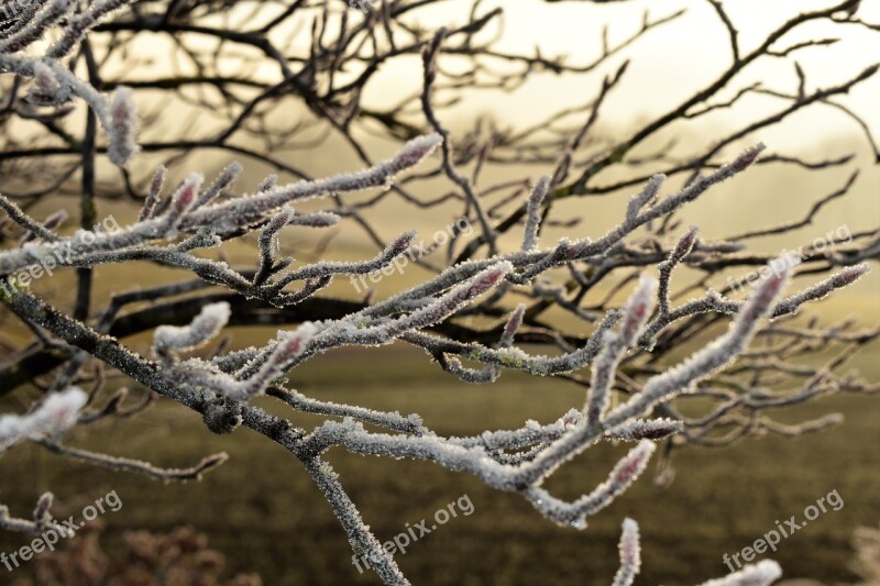 Tree Branch Frost Autumn Hoarfrost