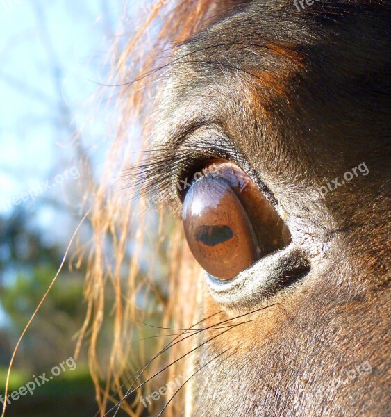 Horse Pure Arab Blood Arabic Head Eye