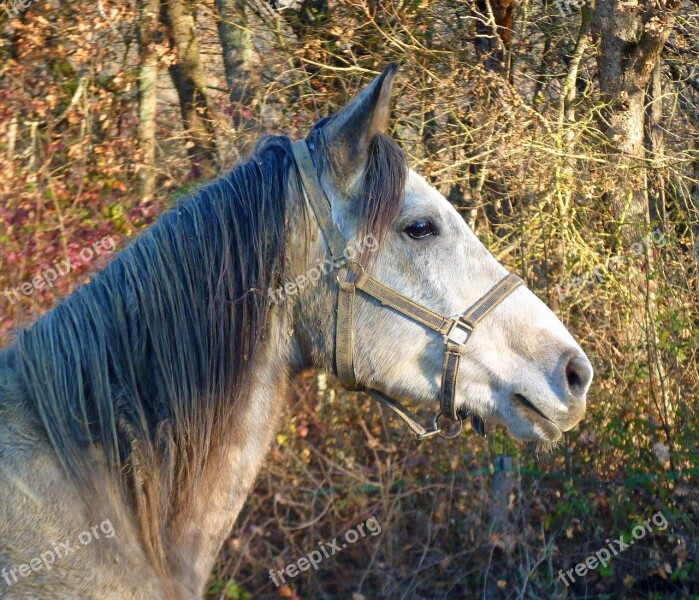 Horse Pure Arab Blood Horses Breeding Horses Head