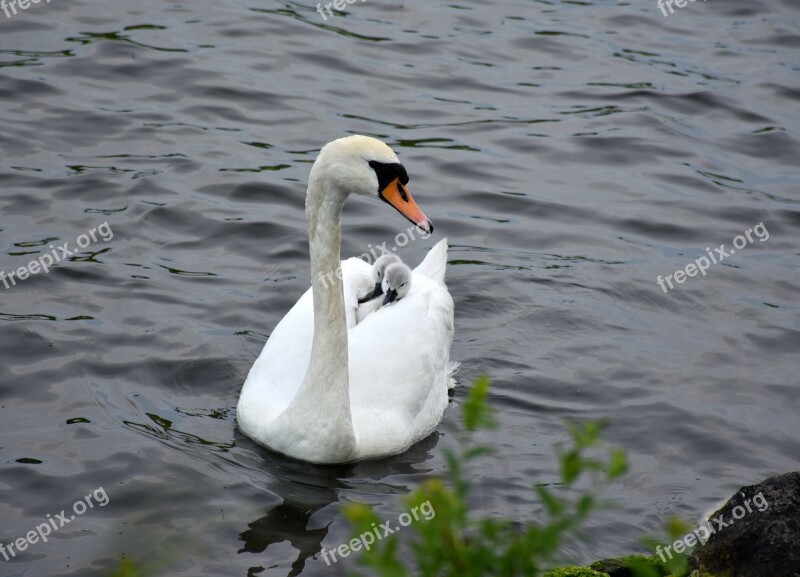 Swan Mother Care Nature Recording Schwanen-children Pond