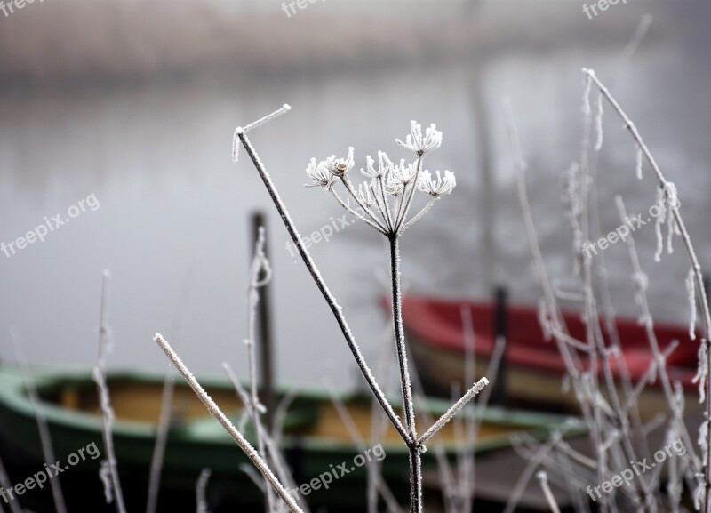 Frost Winter Dreams Wintry Hoarfrost