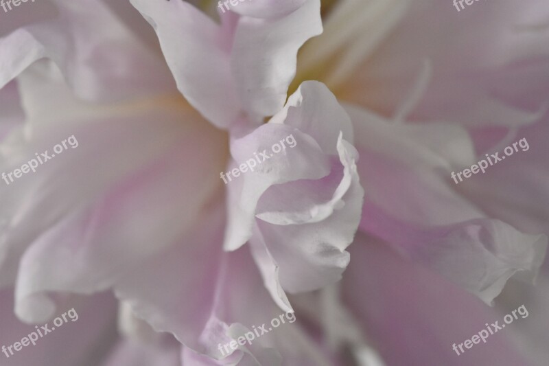 Pink Peony Close Up Tender Free Photos