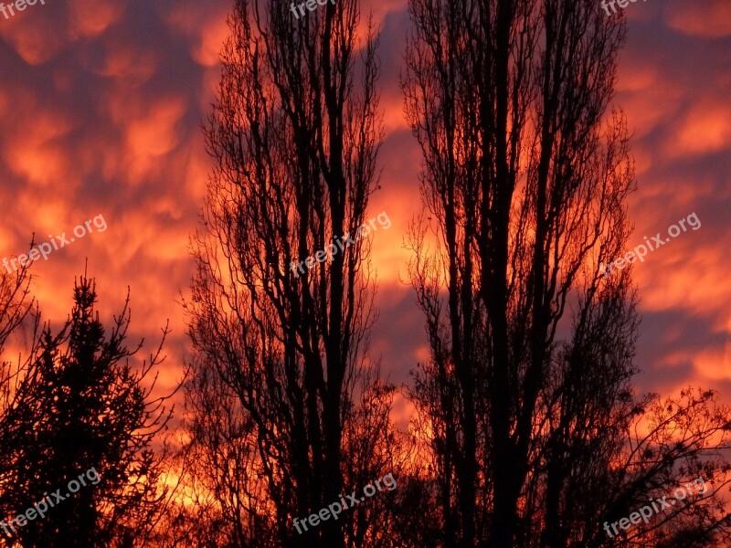 Afterglow Sunset Evening Sky Red Trees