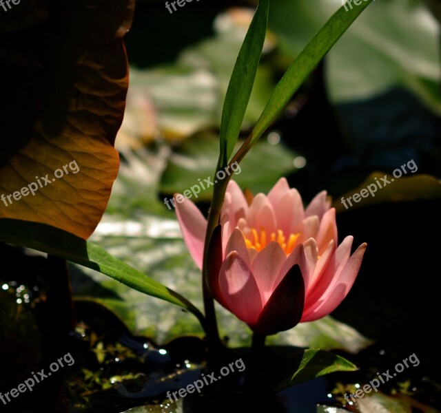 Water Lily Pink Flowers Teichplanze Aquatic Plant