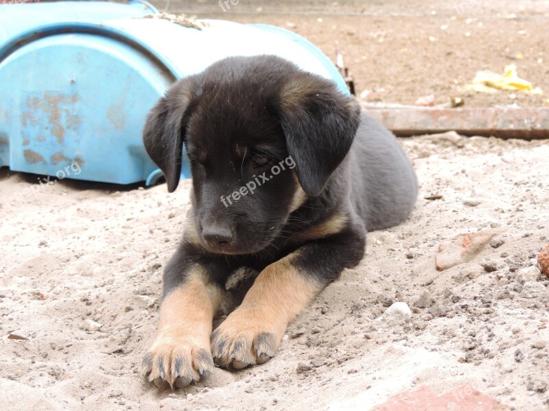 Dog Field Black Animals Animal Nature