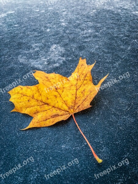 Fall Foliage Frost Cold Hoarfrost Leaf