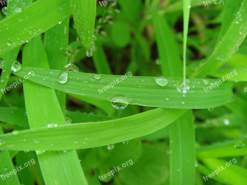 Green Leaf Dew Weeds Free Photos