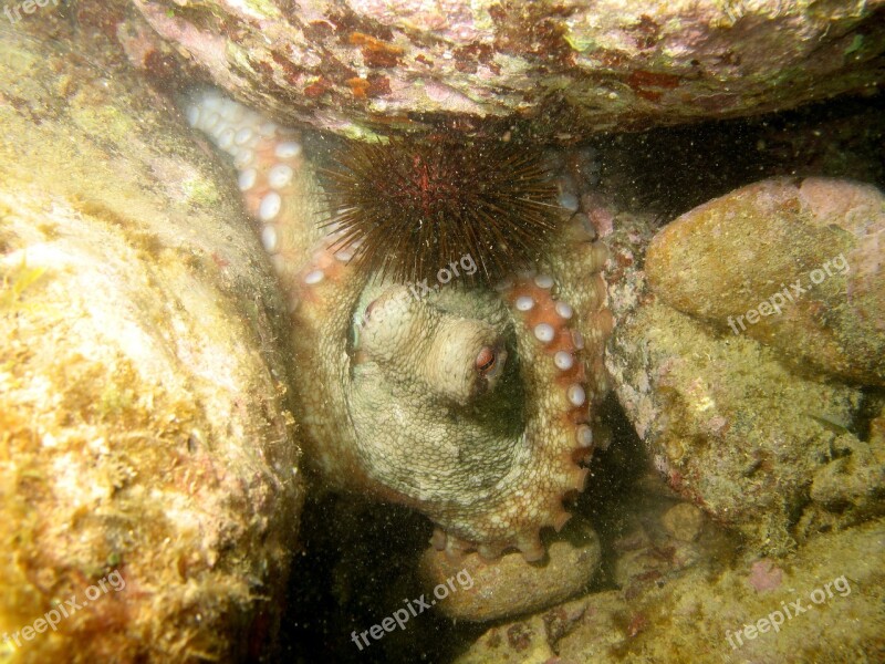 Octopus Sea ​​bed Underwater Mediterranean Diving