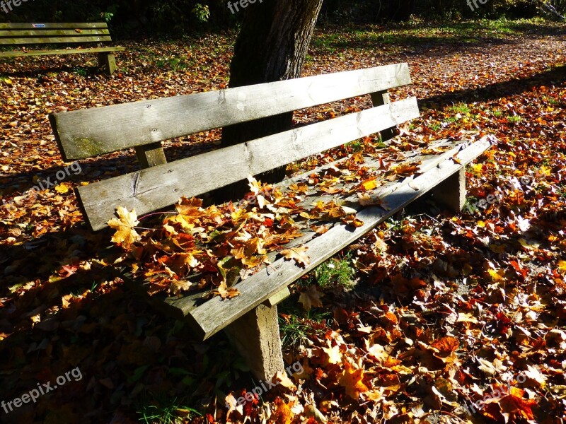 Bank Autumn Leaves Sun Fall Leaves