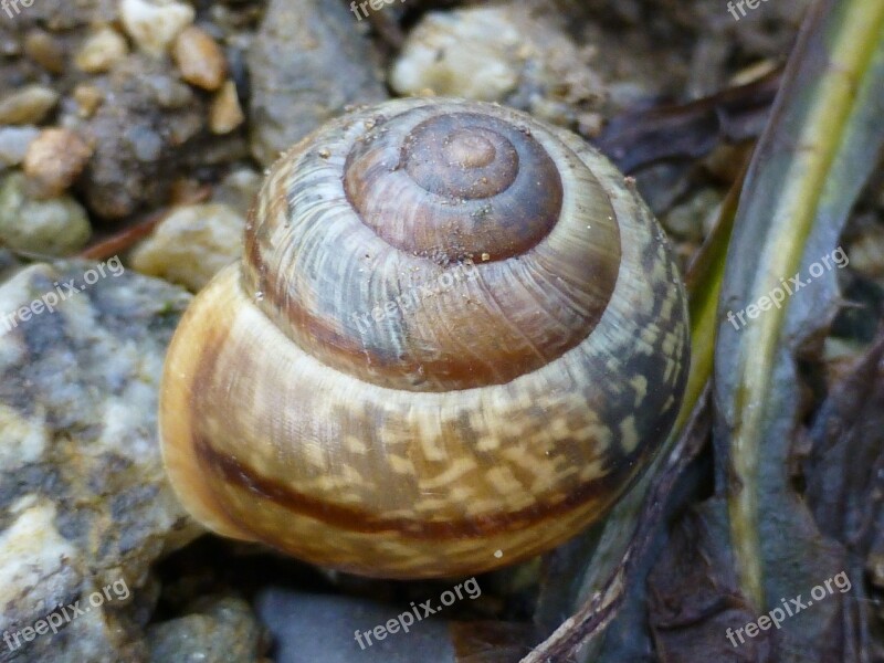 Shell Brown Nature Mollusk Slowly