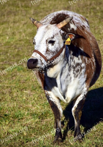 Zebu Beef Cow Grazing Livestock Simmental Cattle